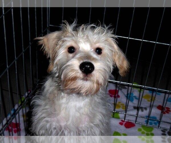Medium Photo #8 Schnoodle (Miniature) Puppy For Sale in ORO VALLEY, AZ, USA