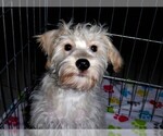 Small #7 Schnoodle (Miniature)