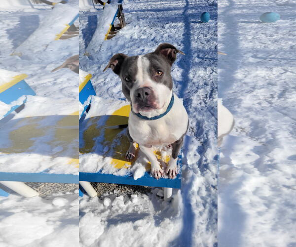 Medium Photo #3 Mutt Puppy For Sale in Rockaway, NJ, USA