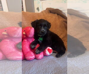 Labrador Retriever-Unknown Mix Dogs for adoption in Rockaway, NJ, USA