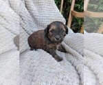 Small Photo #4 ShihPoo Puppy For Sale in CLARE, MI, USA
