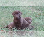 Puppy 1 Labrador Retriever