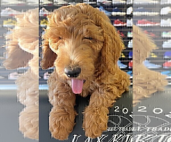 Medium Photo #24 Goldendoodle Puppy For Sale in HUNTINGTON BEACH, CA, USA