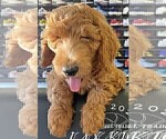 Small #23 Goldendoodle