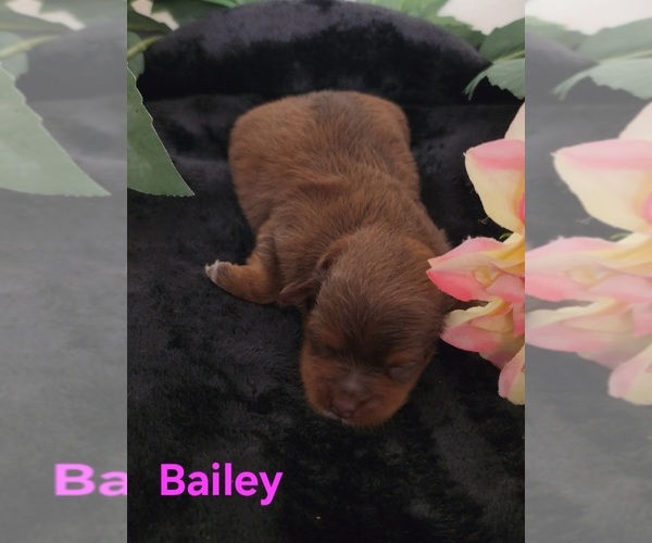 Medium Photo #7 Yorkipoo Puppy For Sale in AZLE, TX, USA