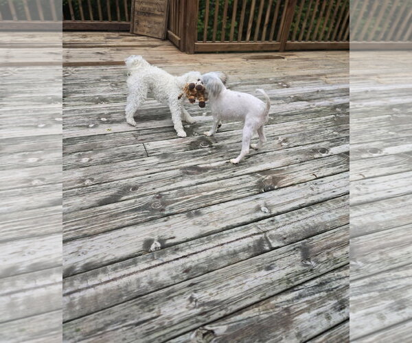 Medium Photo #5 ShiChi Puppy For Sale in Columbus, IN, USA