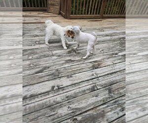 Pancake - Male ShiChi Dog for Adoption - Photo #5