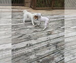 Small Photo #5 ShiChi Puppy For Sale in Columbus, IN, USA