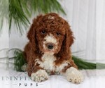 Small Goldendoodle (Miniature)