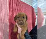 Small #2 Australian Shepherd-Doberman Pinscher Mix