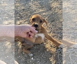 Small Photo #51 Rhodesian Ridgeback Puppy For Sale in MORONGO VALLEY, CA, USA