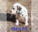 Small Photo #9 Dalmatian Puppy For Sale in ELKMONT, AL, USA