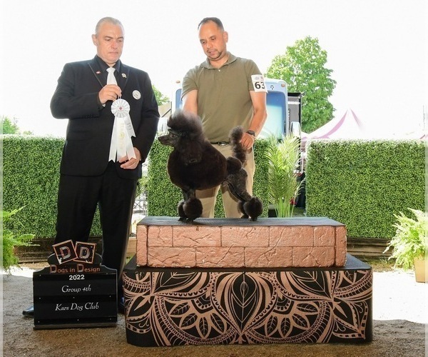 Medium Photo #1 Poodle (Miniature) Puppy For Sale in EAST AMHERST, NY, USA