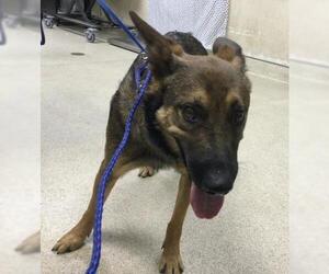 German Shepherd Dog Dogs for adoption in Riverside, CA, USA