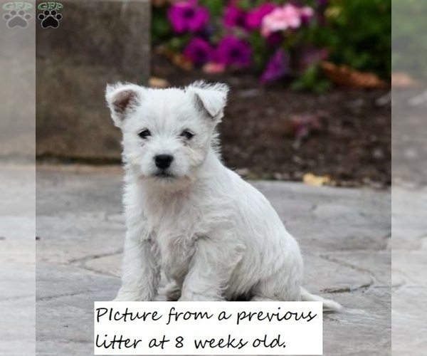 Medium Photo #2 West Highland White Terrier Puppy For Sale in ELIZABETHVILLE, PA, USA