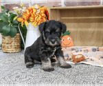 Small #2 Schnauzer (Miniature)