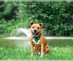 Small Photo #10 American Staffordshire Terrier-Labrador Retriever Mix Puppy For Sale in Unionville, PA, USA