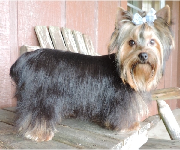 Medium Photo #1 Yorkie-ton Puppy For Sale in MC CLURE, PA, USA
