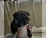 Puppy 3 Bulldog