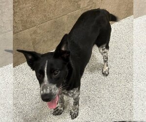 Border Collie-Unknown Mix Dogs for adoption in Highland, IL, USA