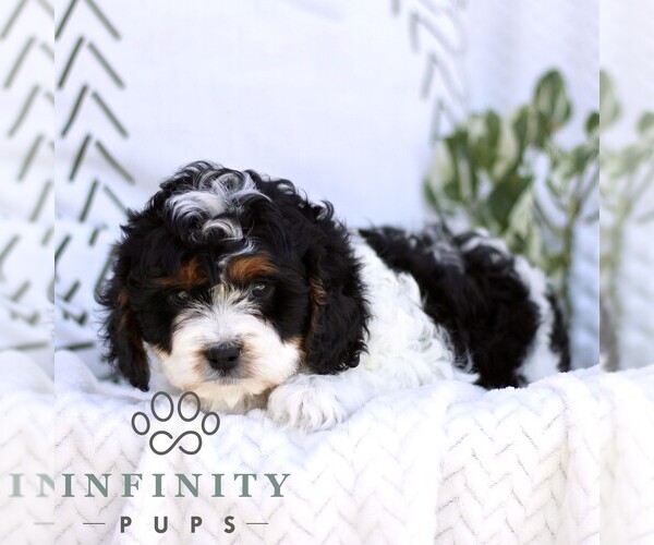 Medium Photo #3 Cavapoo (Miniature) Puppy For Sale in ELIZABETHTOWN, PA, USA