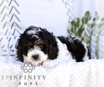 Small #2 Cavapoo (Miniature)