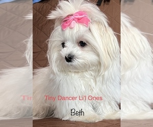 Mother of the Maltese puppies born on 04/29/2025