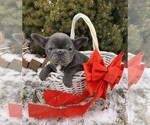 Small #2 French Bulldog