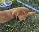 Puppy Flora green Labrador Retriever