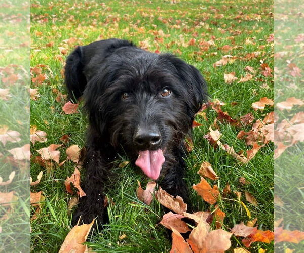 Medium Photo #10 Miniature Labradoodle Puppy For Sale in Buffalo, MN, USA