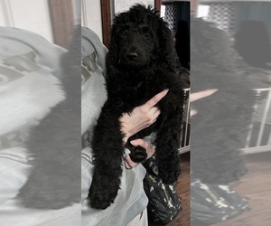 Poodle (Standard) Puppy for sale in NEVADA, MO, USA