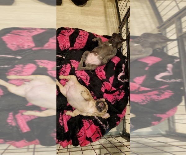 Medium Photo #6 French Bulldog Puppy For Sale in MARYVILLE, TN, USA