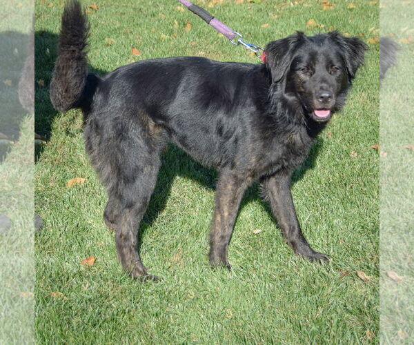 Medium Photo #2 Great Pyrenees-Unknown Mix Puppy For Sale in Huntley, IL, USA