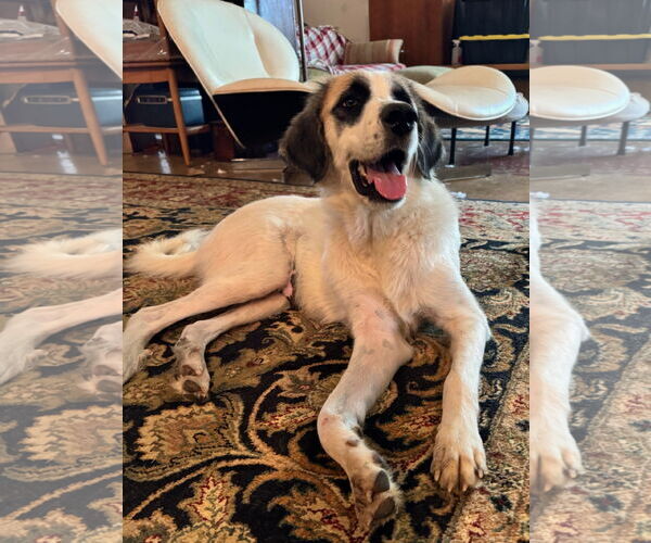 Medium Photo #8 Great Pyrenees Puppy For Sale in Dallas, TX, USA