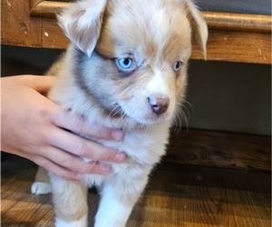 Miniature Australian Shepherd Puppy for sale in MILTON, WI, USA