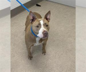 American Pit Bull Terrier Dogs for adoption in Saginaw, MI, USA