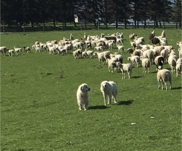 Medium Photo #1 Great Pyrenees Puppy For Sale in CANOGA, NY, USA