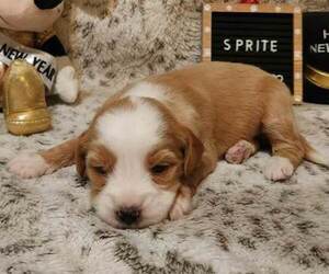 Tibetan Terrier Puppy for sale in DORENA, OR, USA