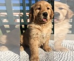 Small Golden Retriever