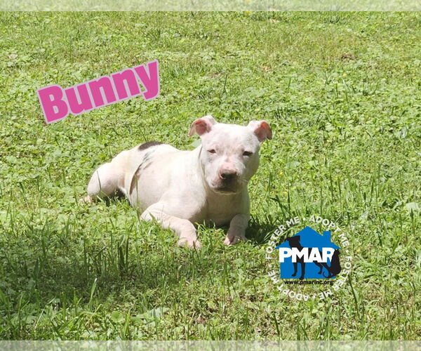 Medium Photo #1 American Pit Bull Terrier-Unknown Mix Puppy For Sale in Binghamton, NY, USA