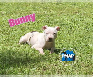 American Pit Bull Terrier-Unknown Mix Dogs for adoption in Binghamton, NY, USA