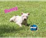 Small American Pit Bull Terrier Mix