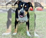 Small #3 American Pit Bull Terrier