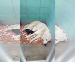 Small #32 Great Pyrenees