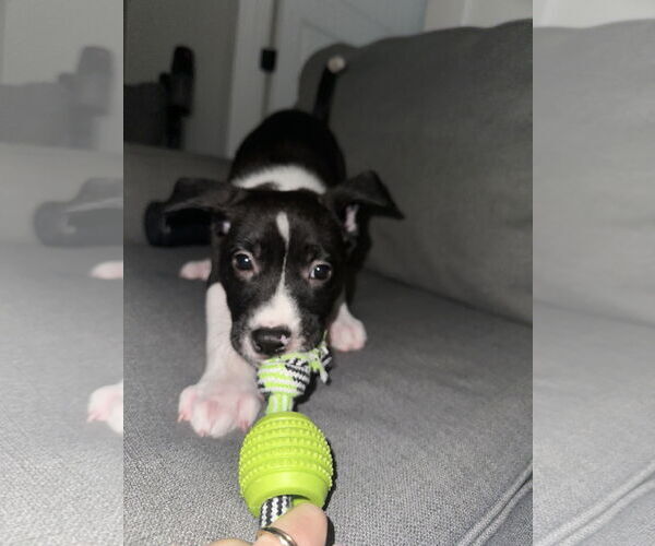 Medium Photo #10 Labrador Retriever Puppy For Sale in The Woodlands, TX, USA