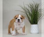 Small Photo #15 English Bulldog Puppy For Sale in NAPPANEE, IN, USA
