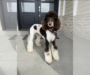 Poodle (Standard) Puppy for sale in SANDY, UT, USA