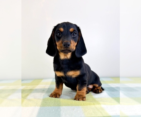 Medium Photo #4 Dorgi Puppy For Sale in GREENFIELD, IN, USA