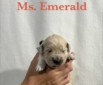 Puppy Emerald English Cream Golden Retriever