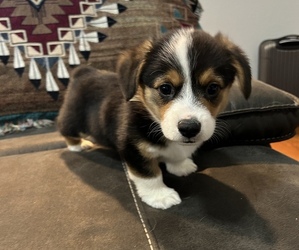 Welsh Cardigan Corgi Puppy for sale in WAXAHACHIE, TX, USA